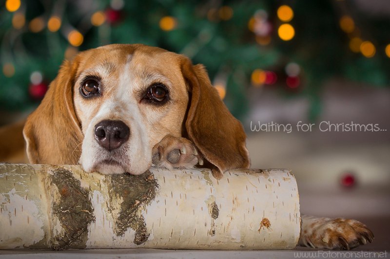 Weihnachtsshooting